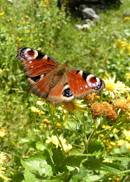 Aglais io - Vanessa io